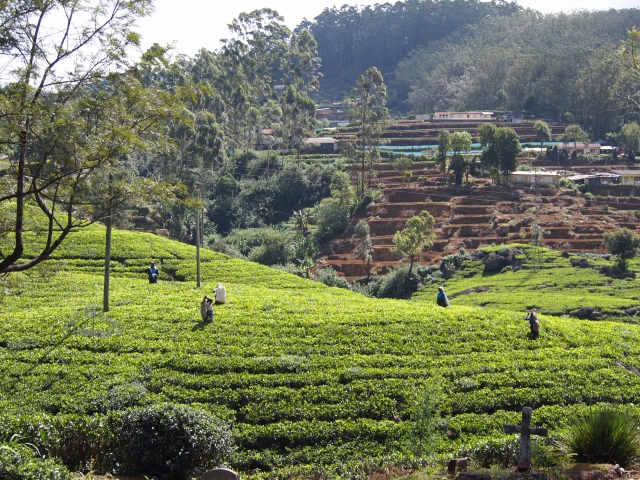 セイロンティーとは、スリランカで育った紅茶のことをいいます。