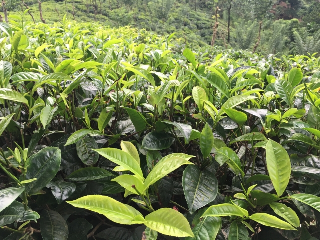 ディルマの紅茶ワッテシリーズは、新鮮なスリランカの茶葉を使っているところが素敵。