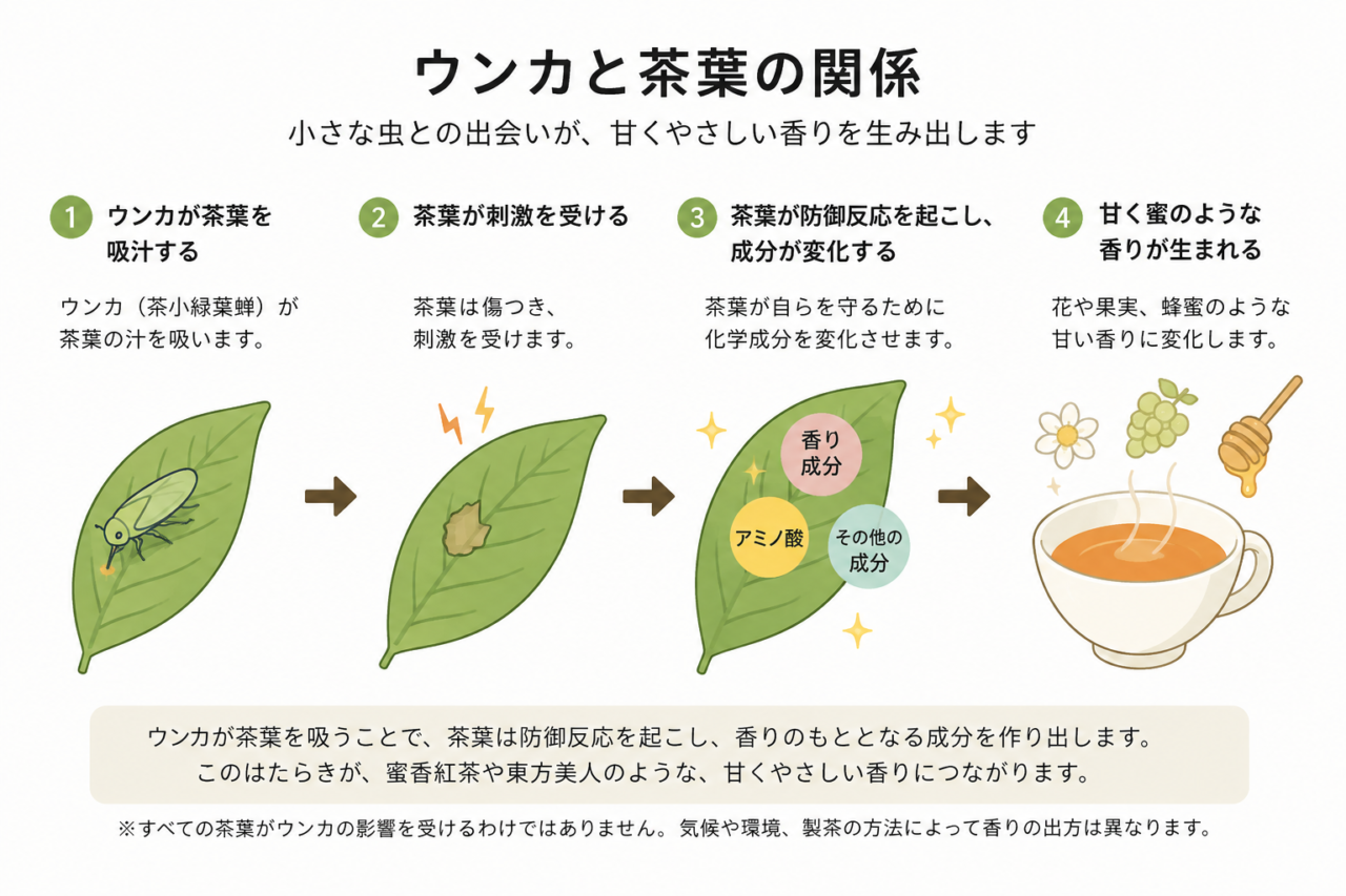 蜜香紅茶ができる仕組み。ウンカと茶葉の関係をイラストでわかりやすく解説。